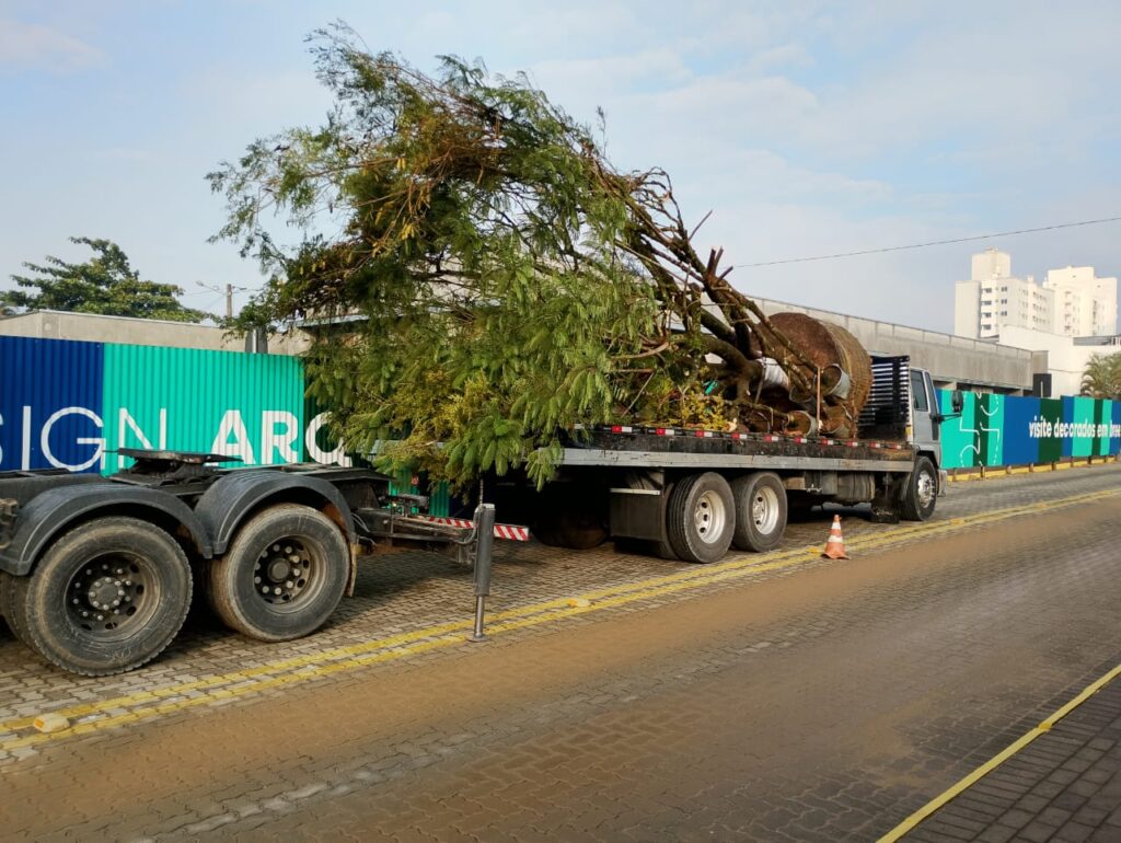 Flamboyant dá início ao projeto paisagístico e de arborização da nova área gastronômica da cidade